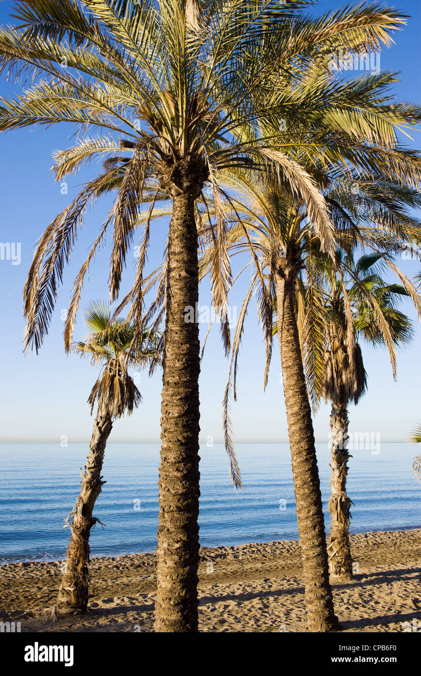 Alberi di palma su una spiaggia di Marbella, regione Andalusia, Costa del Sol, Spagna Foto Stock