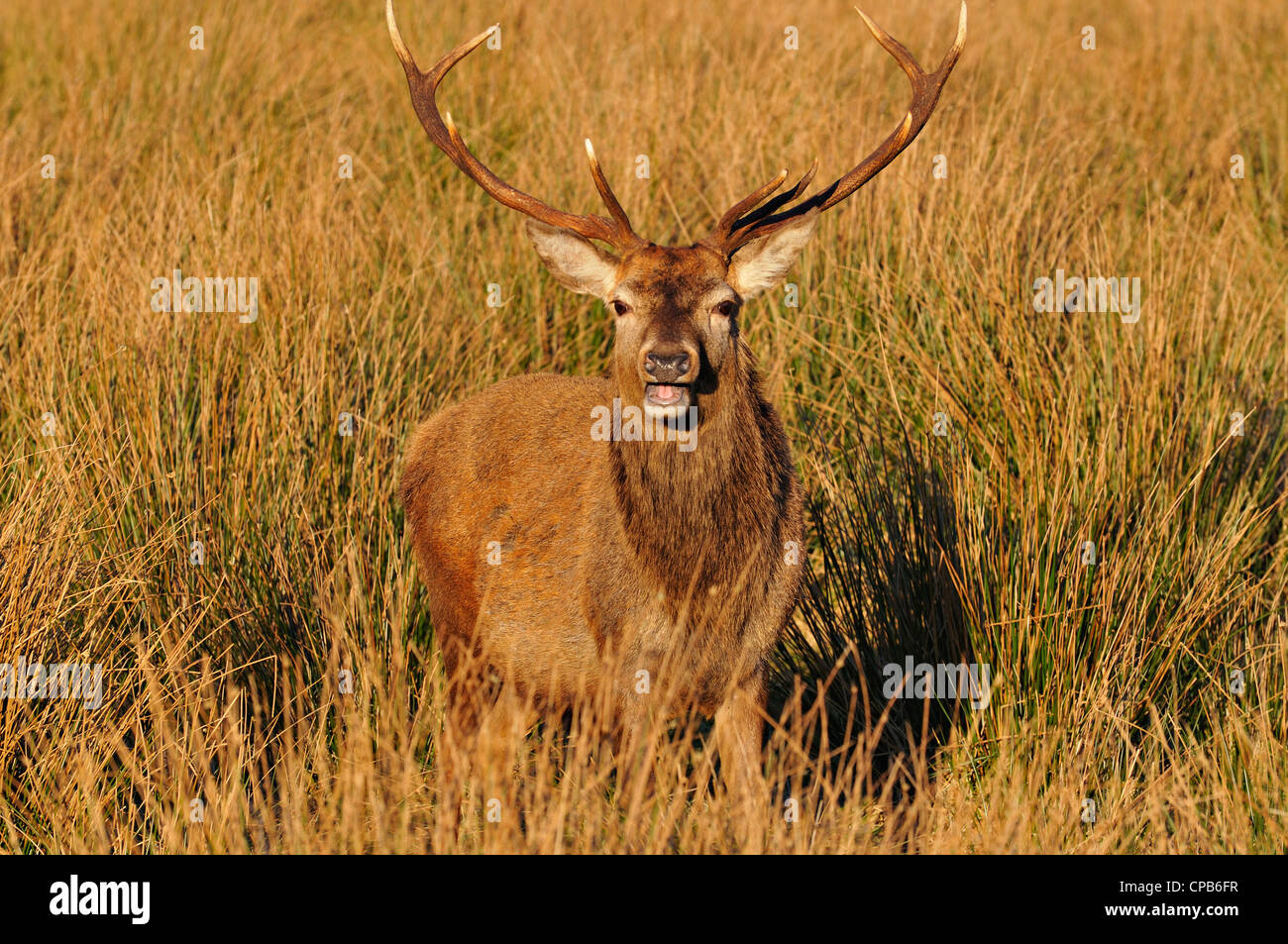 8-punto rosso-Capriolo Cervo in inverno in Glen Etive, cercando per navigare tra alti giunchi, Highlands scozzesi, REGNO UNITO Foto Stock