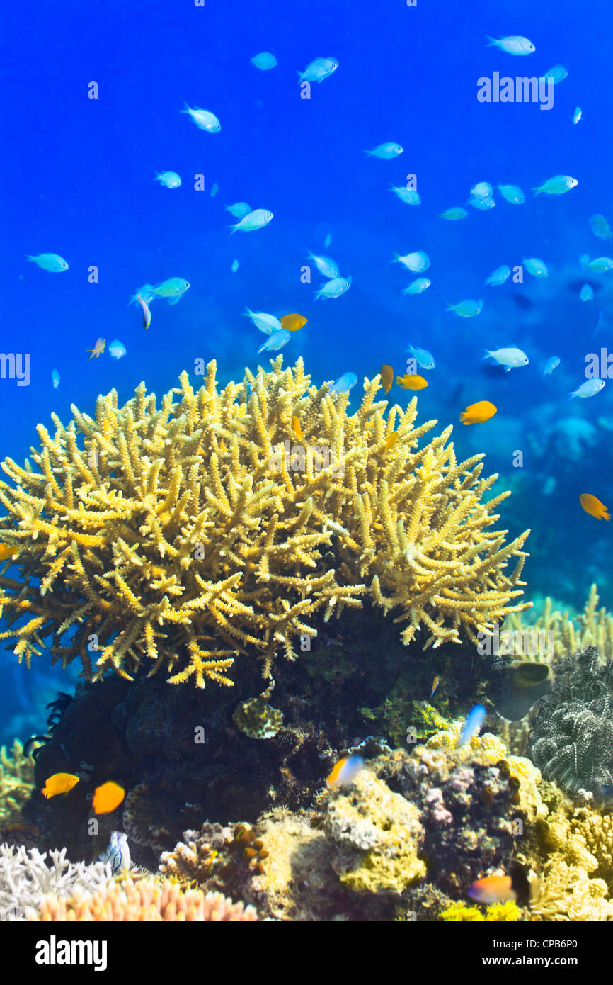 Coral reef subacquei con pesci Foto Stock