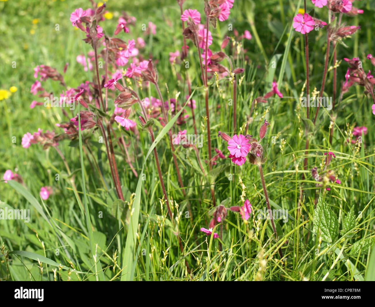 Red campion / Silene dioica / Rote Lichtnelke Foto Stock