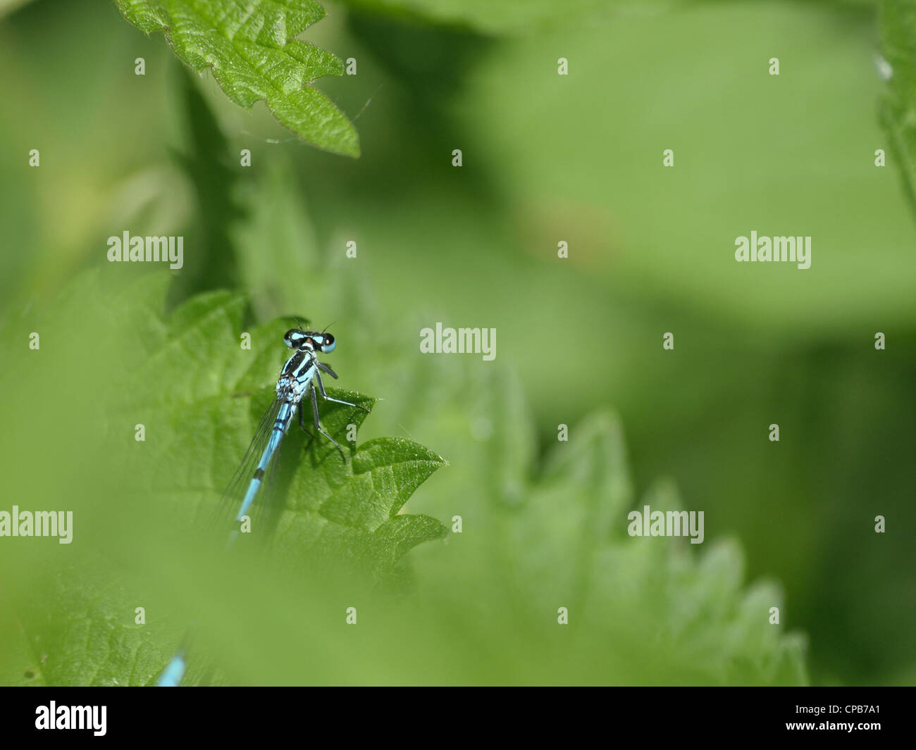 Azure Damselfly maschio / Coenagrion puella / Hufeisen-Azurjungfer Männchen Foto Stock