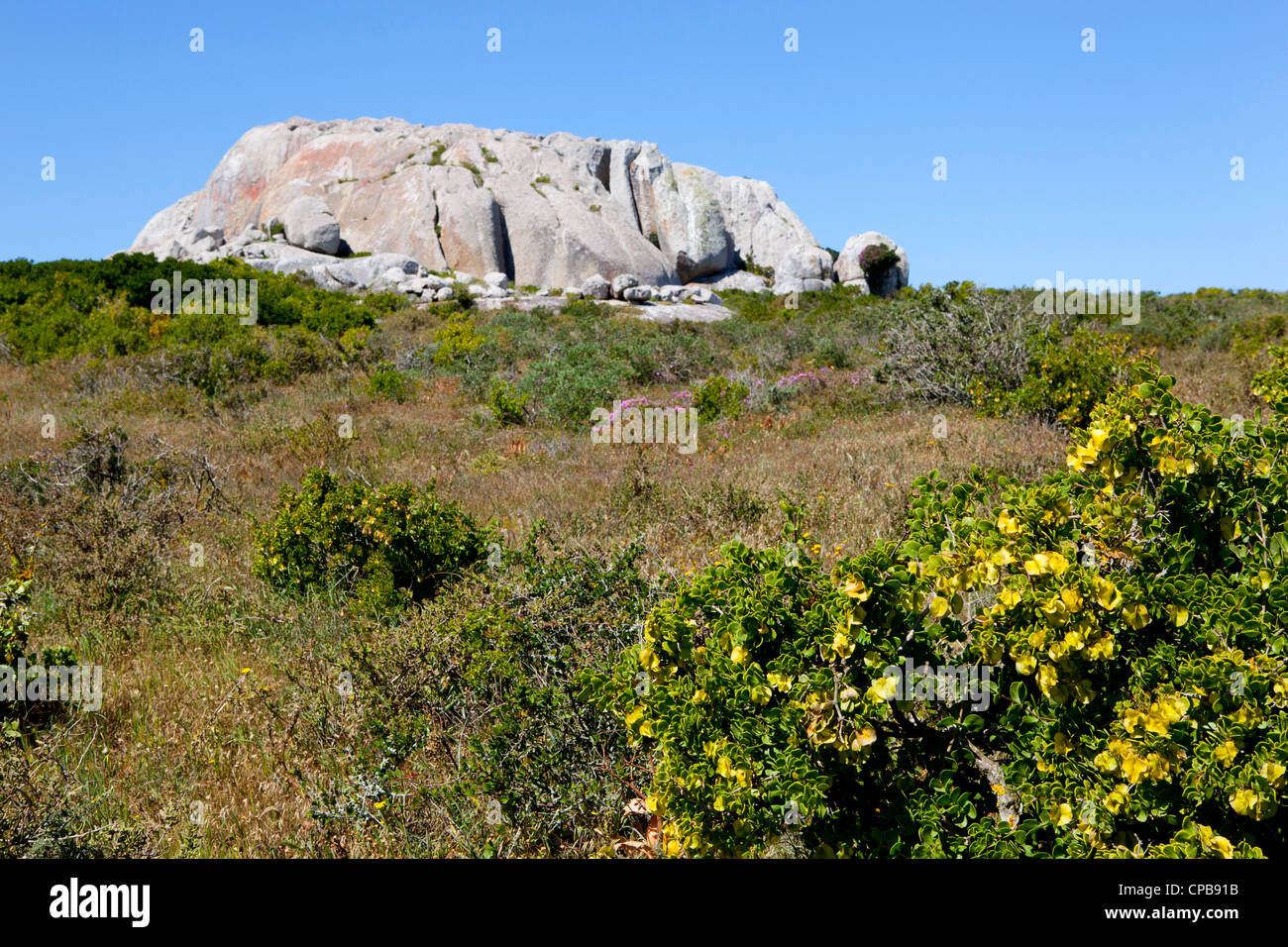 La molla africana di fiori selvatici, con grandi formazioni rocciose in background presso la West Coast National Park, Sud Africa Foto Stock