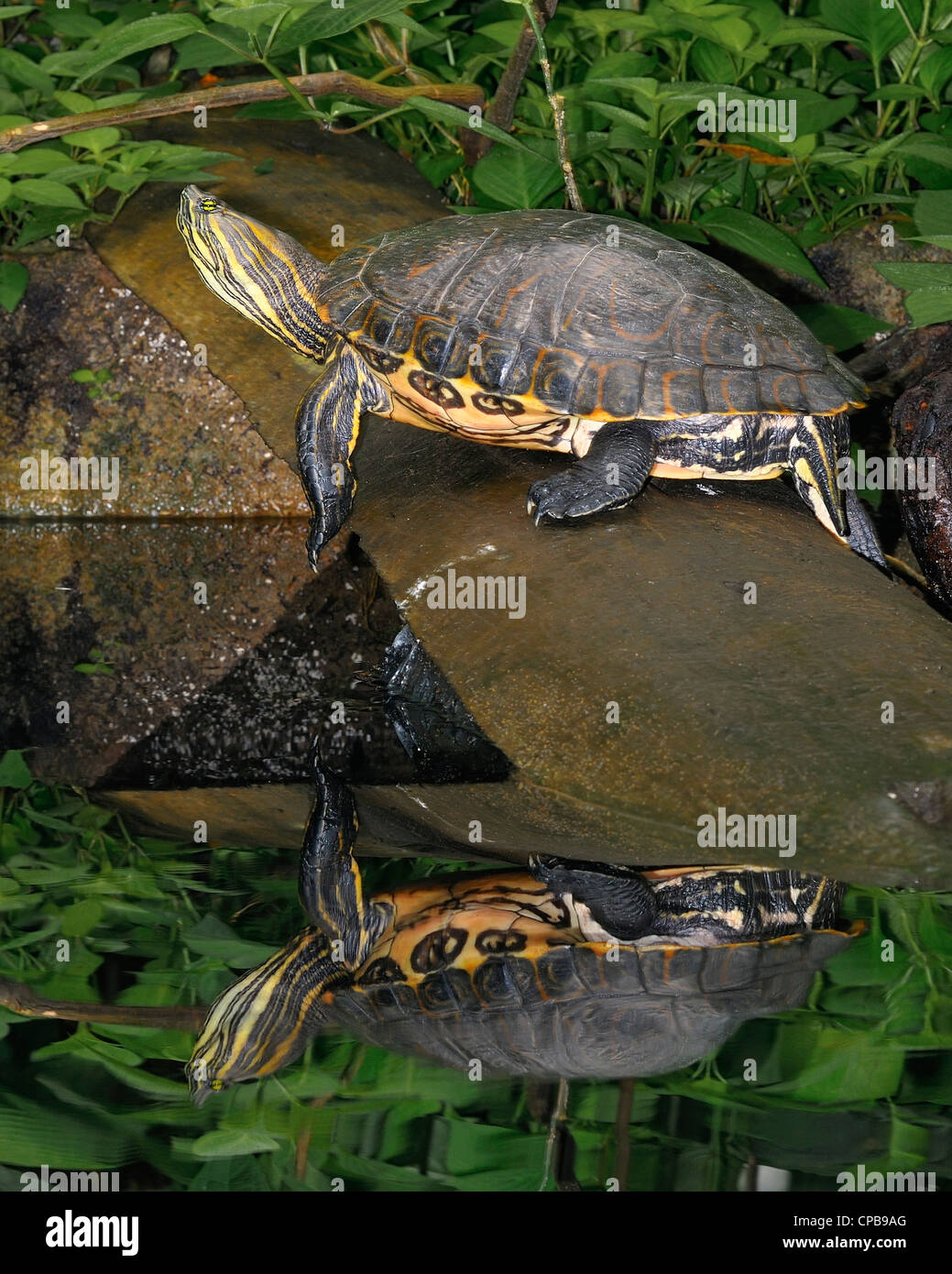 Il cursore Meso-American (Trachemys venusta) è una specie di tartaruga appartenente alla famiglia Emydidae. Foto Stock