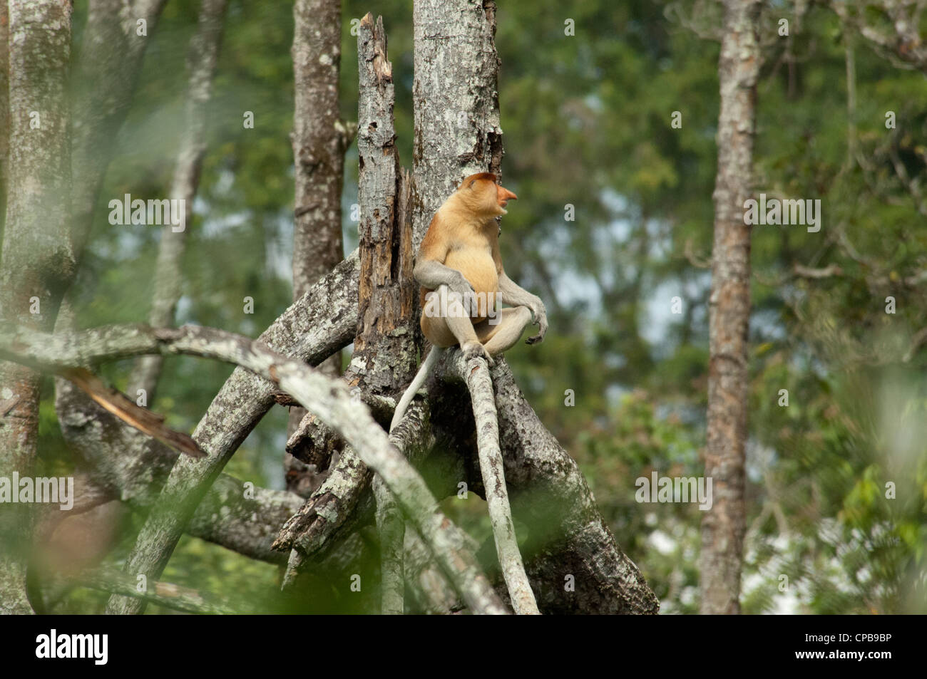 Borneo, Brunei. La foresta di mangrovie sul fiume Brunei, vicino a bandar seri begawan. maschi selvatici proboscide scimmia. Foto Stock