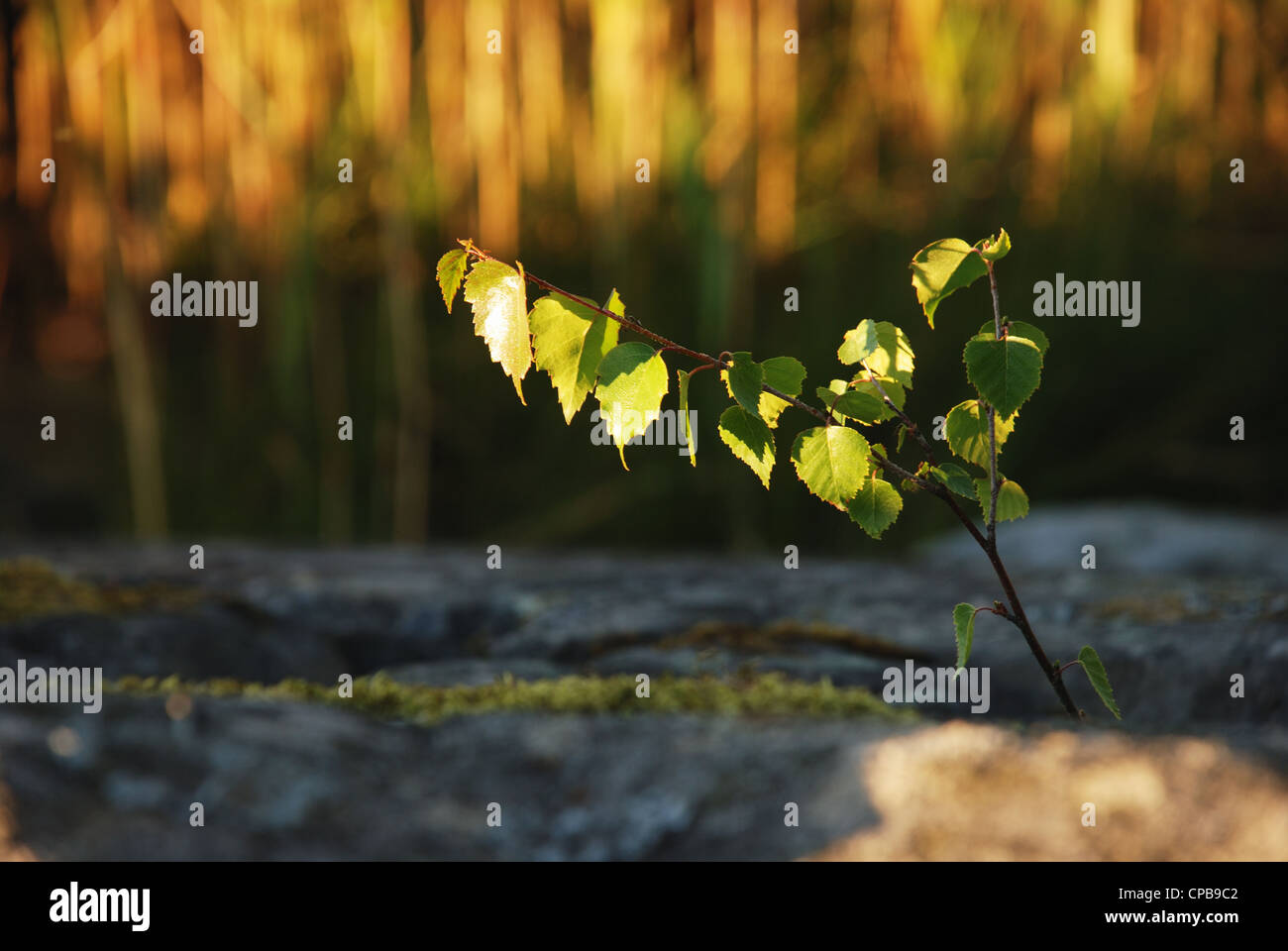 Piccolo germoglio di una betulla-albero nella golden sunshine Foto Stock