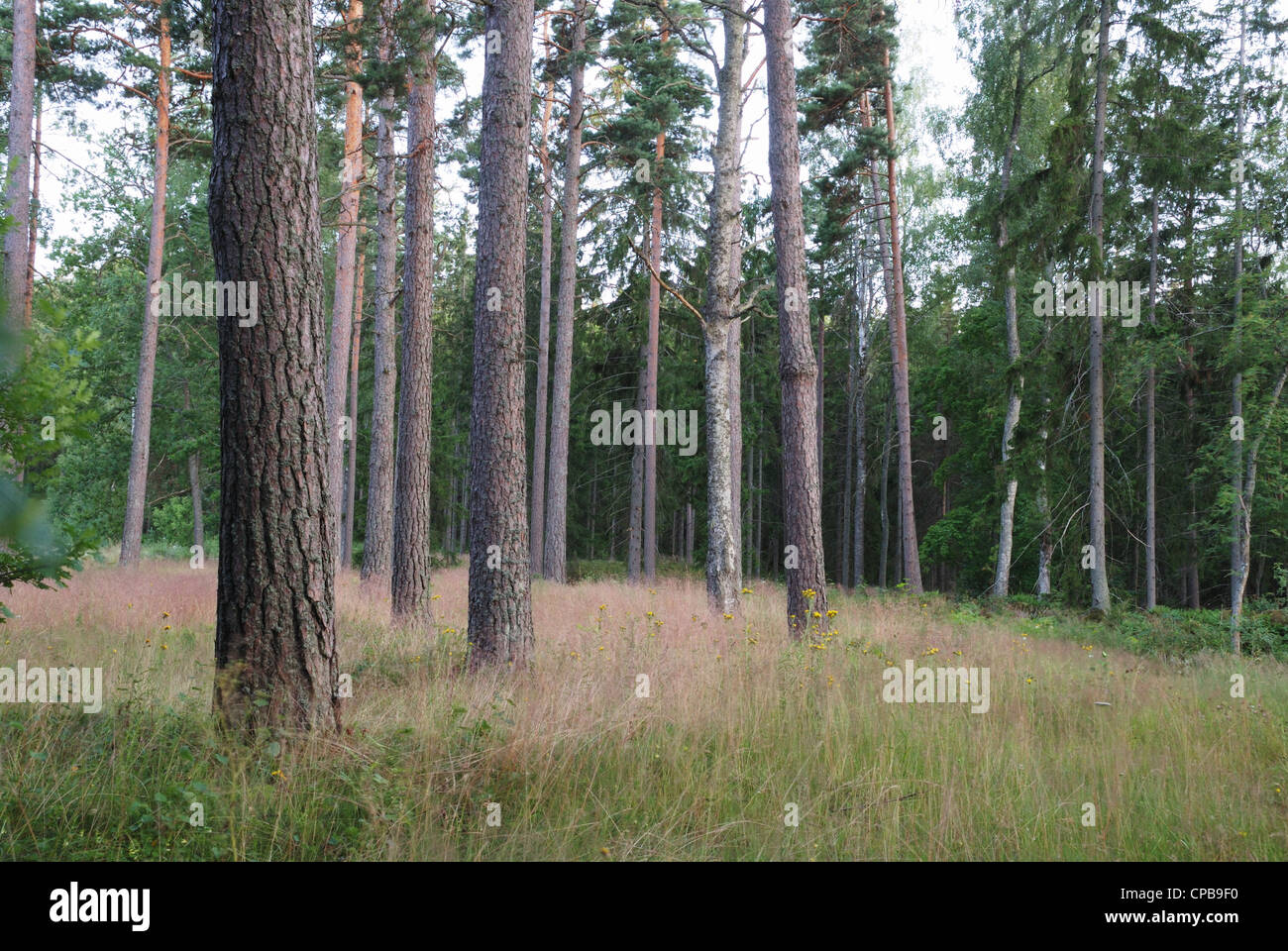 Bellissima pineta in un bel giorno di estate Foto Stock