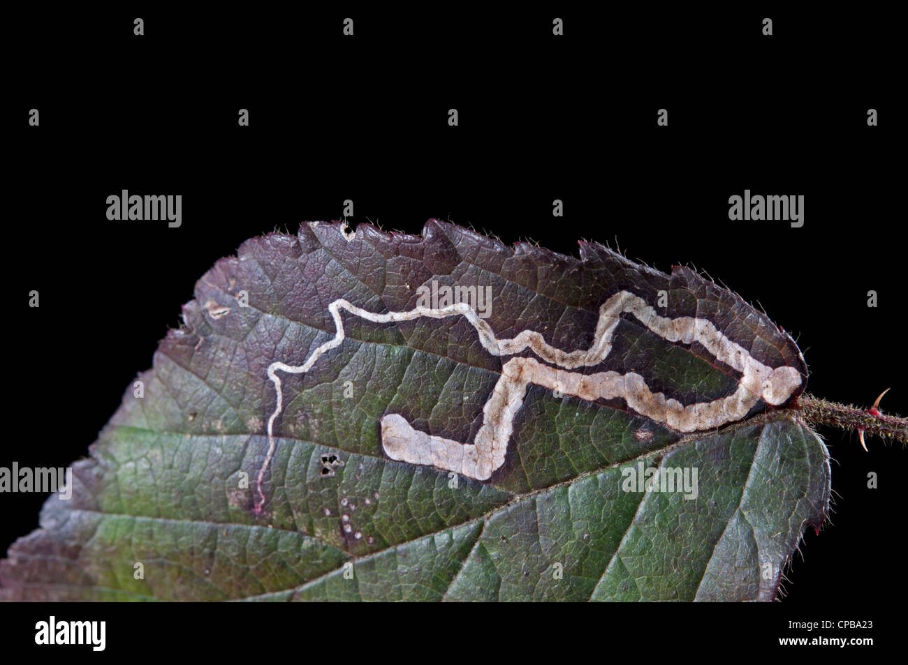 Minatore di foglia di micro-moth: (Stigmella aurella). in Rovo foglie . Ligting anteriore Foto Stock