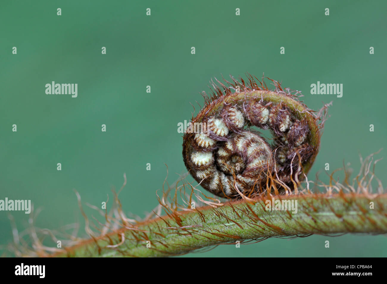 Australian tree fern: Cyathea cooperi (noto anche come: lacy tree fern, squamosa tree fern, Cooper's tree fern) dispiegarsi crozier Foto Stock