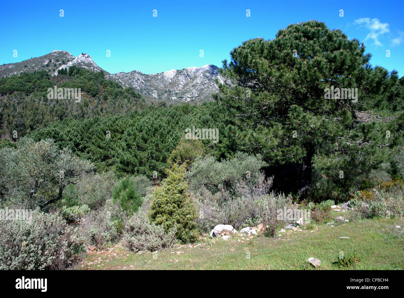 Vista attraverso la olivi e pini verso la montagna, Refugio de Juanar, provincia di Malaga, Andalusia, Spagna, Europa occidentale Foto Stock