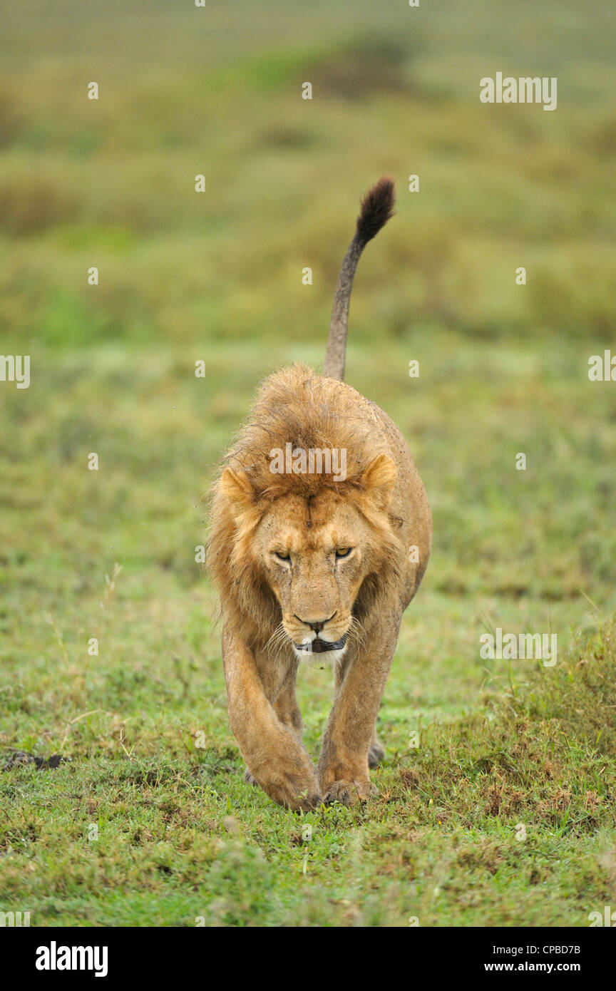 Maschio di leone nella pianura di Ndutu in Ngorongoro Conservation Area nel nord della Tanzania Foto Stock