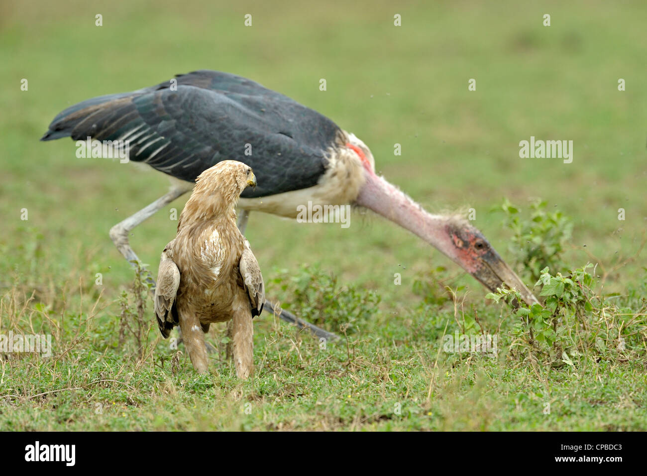 Marabou Stork e Bruno scavenging Eagle nelle pianure di Ndutu nel nord della Tanzania Foto Stock