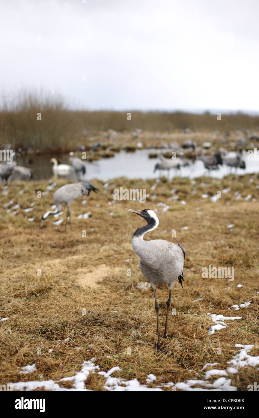 Gru comune (grus grus) fouraging sulle rive del lago Hornborga nella Svezia meridionale durante la migrazione a molla. Foto Stock