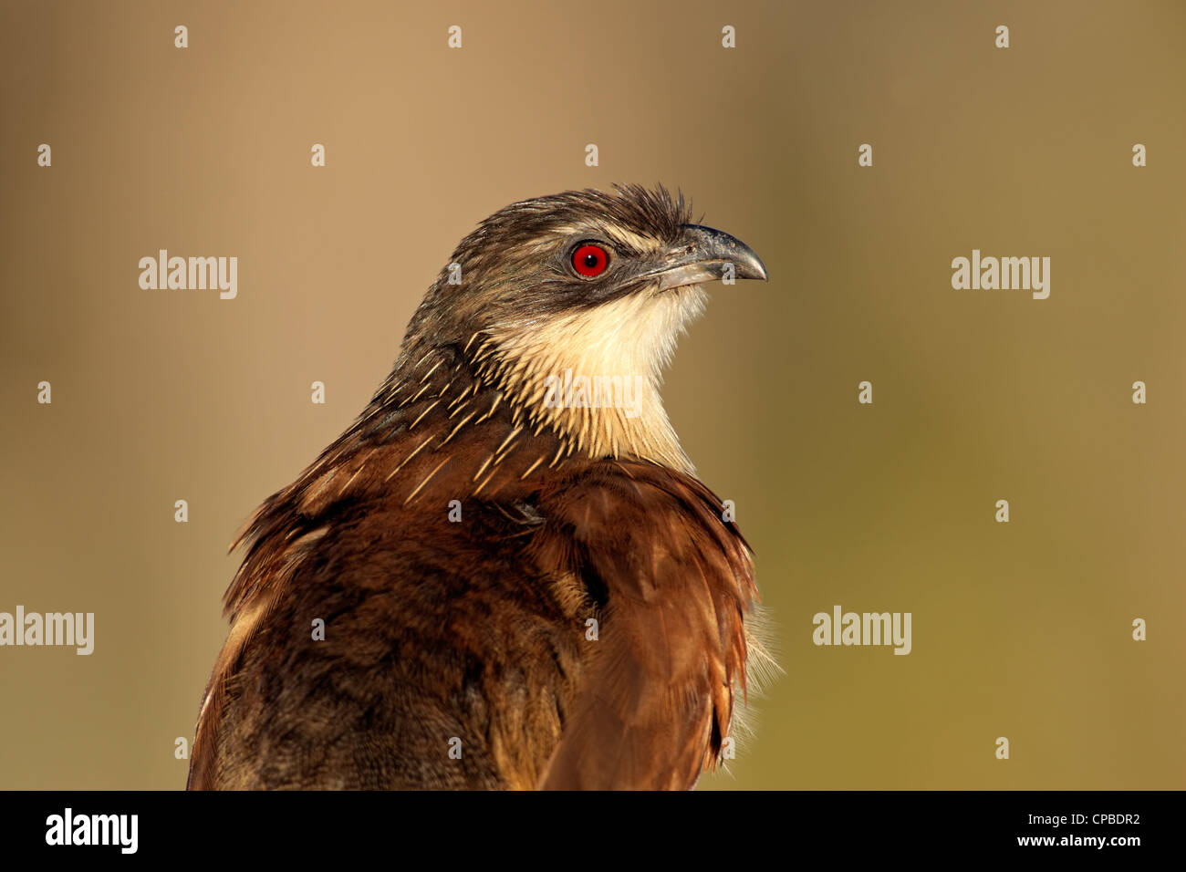 Ritratto di un burchell's coucal (Centropus burchellii), Sud Africa Foto Stock