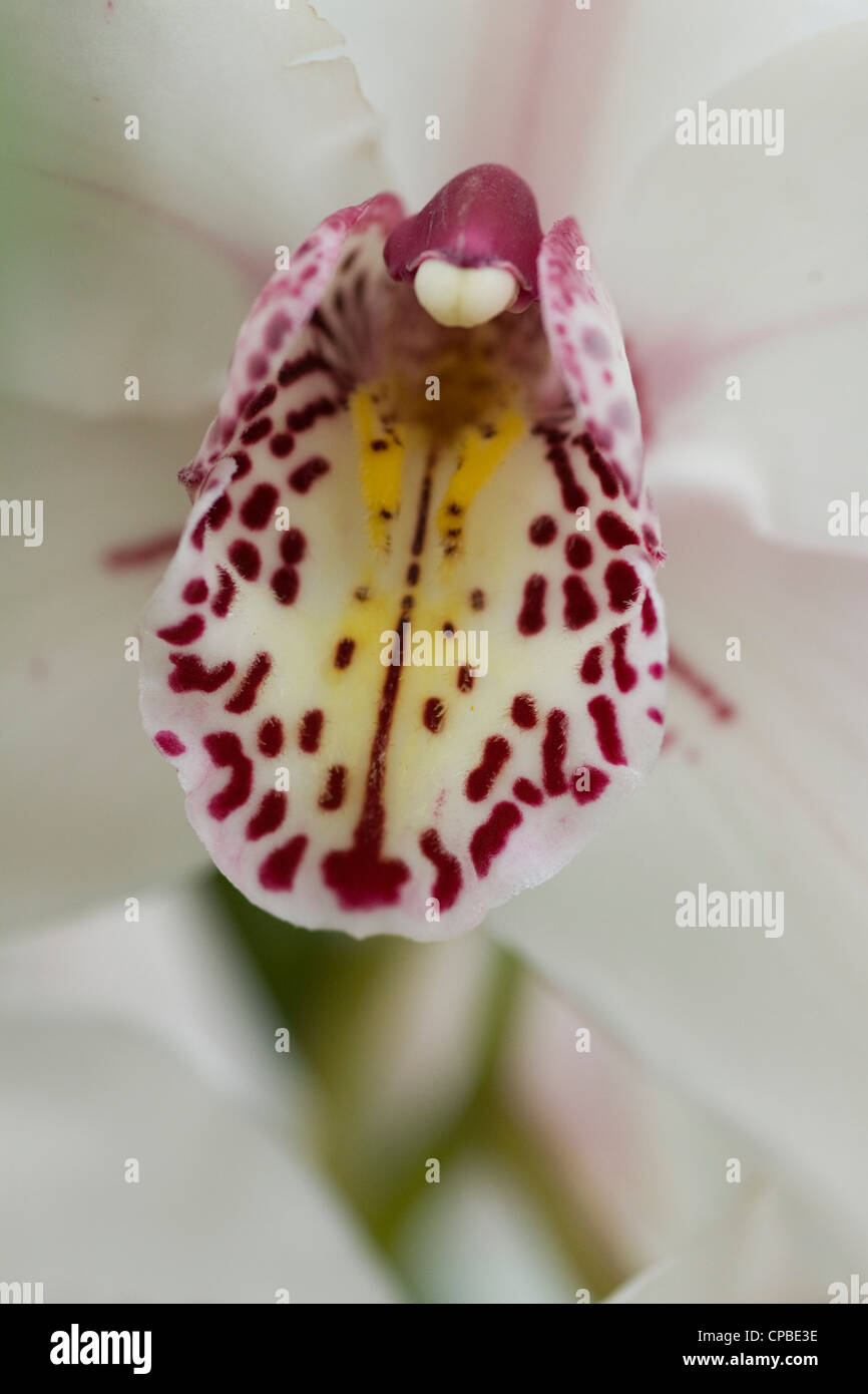 Close up di un Orchidaceae Orchidea Paphiopedilum rosa orchid Foto Stock