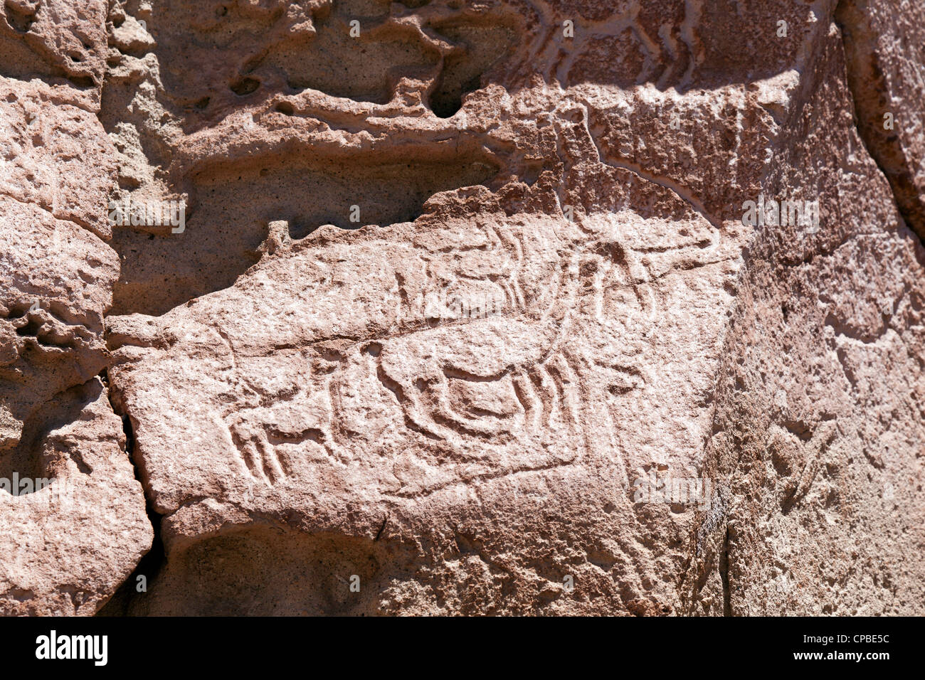 Petroglyph di llama nel telecomando Quezala burrone, vicino Talabre, il Deserto di Atacama, Cile Foto Stock