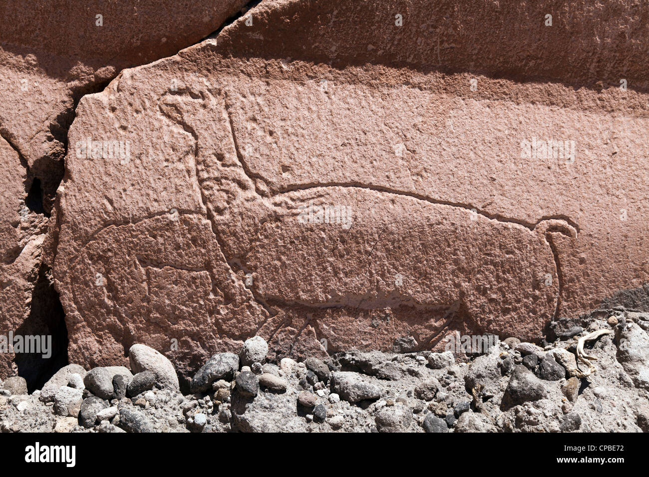 Petroglyph di llama nel telecomando Quezala burrone, vicino Talabra, il Deserto di Atacama, Cile Foto Stock