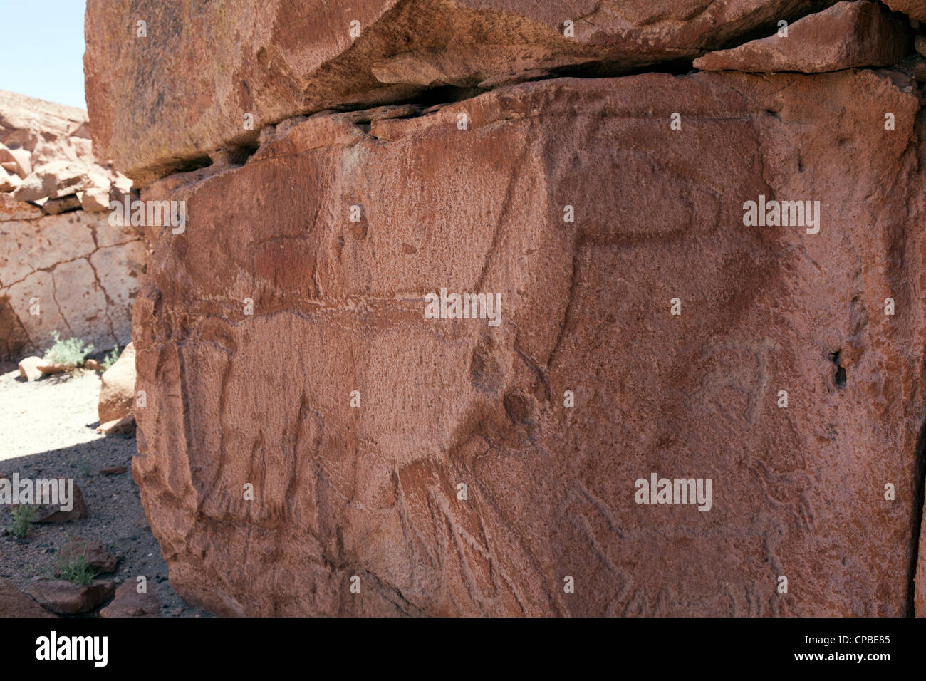 Petroglifo di grandi dimensioni di llama nel telecomando Quezala burrone, vicino Talabra, il Deserto di Atacama, Cile Foto Stock