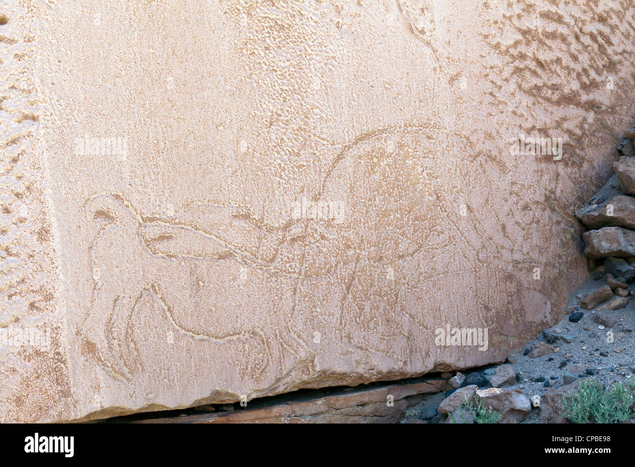 Petroglyph di corteggiamento llama nel telecomando Quezala burrone, vicino Talabra, il Deserto di Atacama, Cile Foto Stock