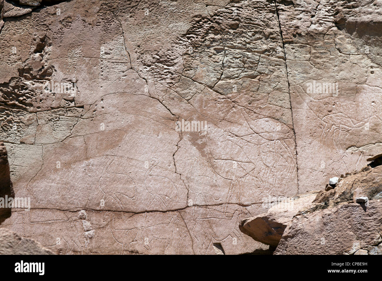 Petroglyph con llama e rheas nel telecomando Quezala burrone, vicino Talabra, il Deserto di Atacama, Cile Foto Stock