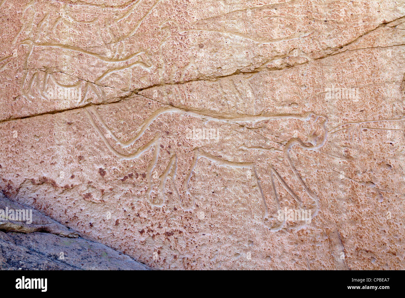 Petroglyph di un puma e llama nel telecomando Quezala burrone, vicino Talabra, il Deserto di Atacama, Cile Foto Stock