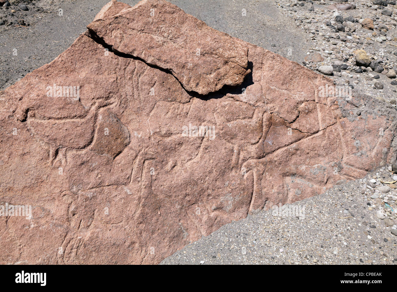 Crollato lastra di roccia con incisioni rupestri di llama nel telecomando Quezala burrone, vicino Talabra, il Deserto di Atacama, Cile Foto Stock