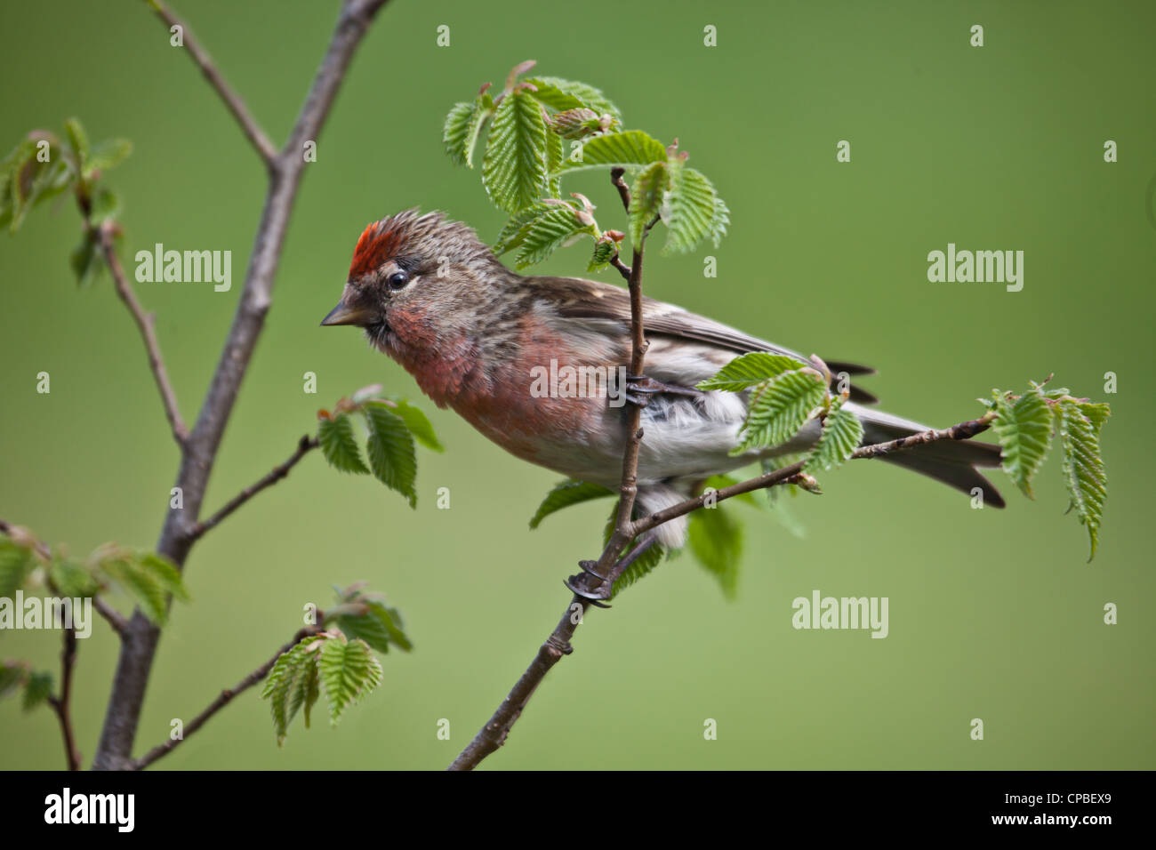 Close up di un maschio di Lesser Redpoll Carduelis cabaret (fka una sottospecie di comune Redpoll) su un ramoscello di nocciolo. Fondo diffuso. Foto Stock