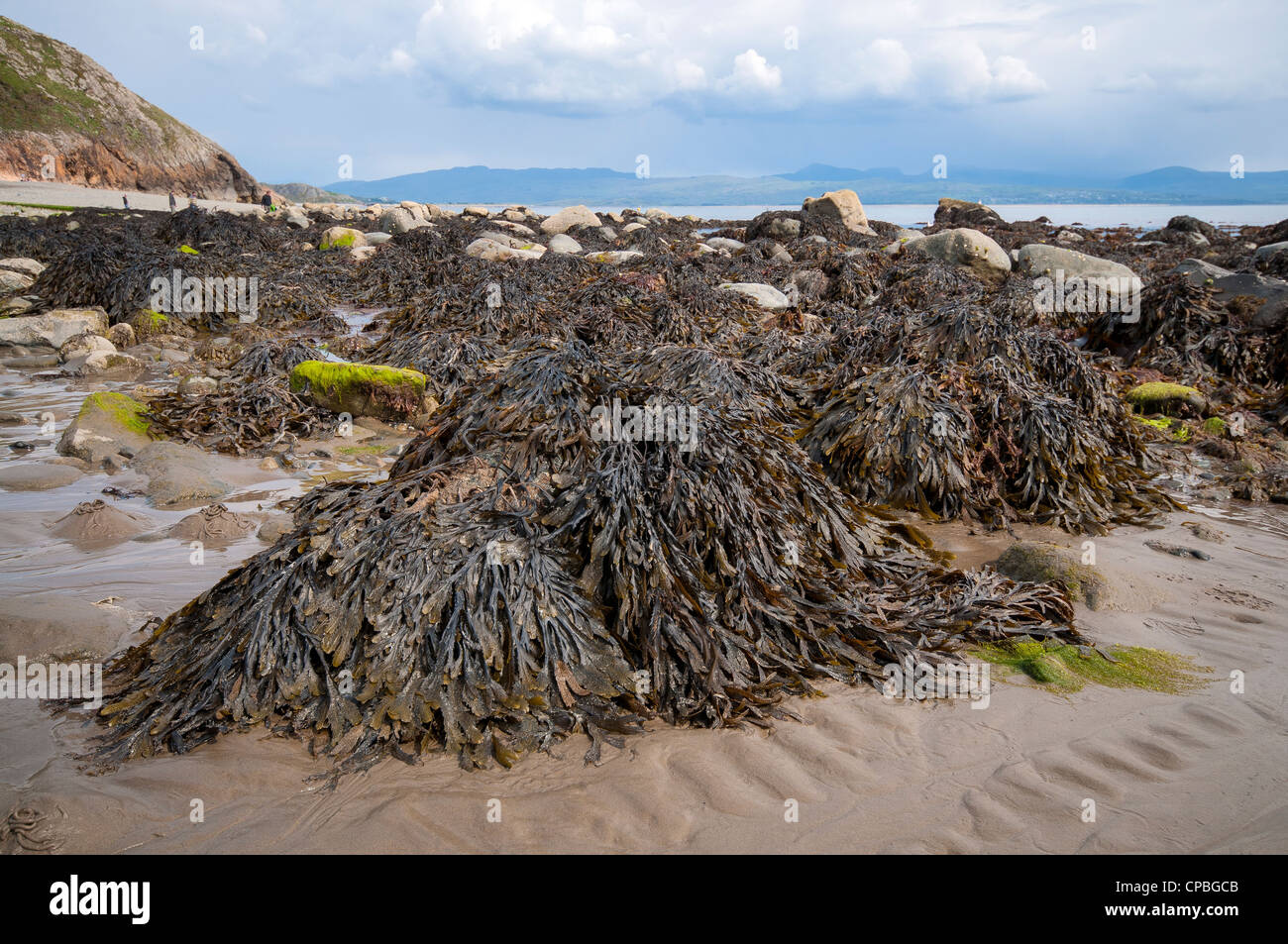 Le alghe sulla spiaggia a Criccieth in Galles del Nord, Regno Unito Foto Stock