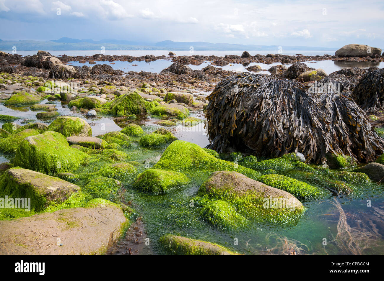 Varie sfumature di verde Alghe sulla spiaggia a Criccieth, Galles del Nord, Regno Unito Foto Stock