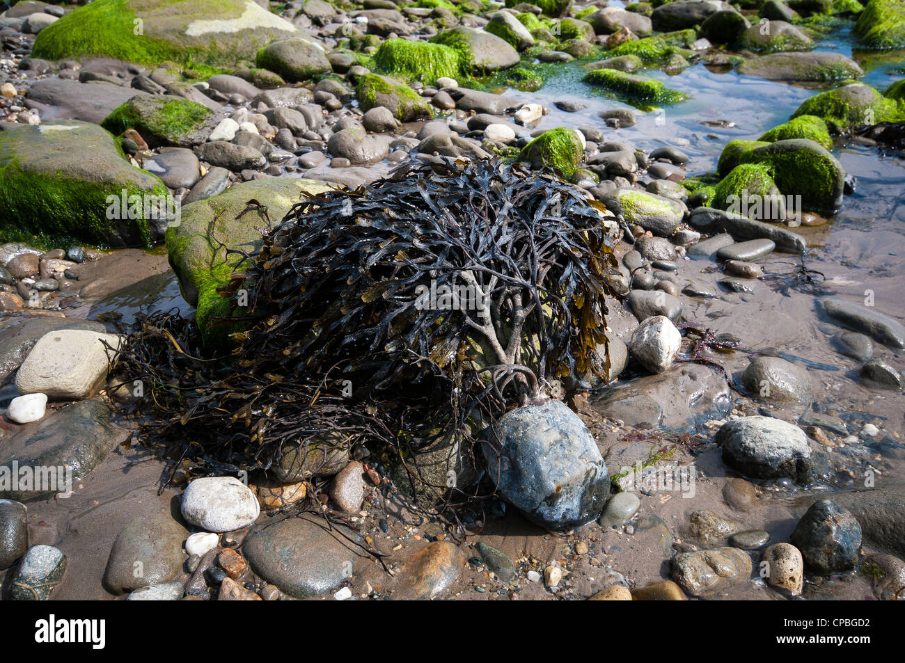 Le alghe che sembra essere in crescita al di fuori di un piccolo rock Foto Stock