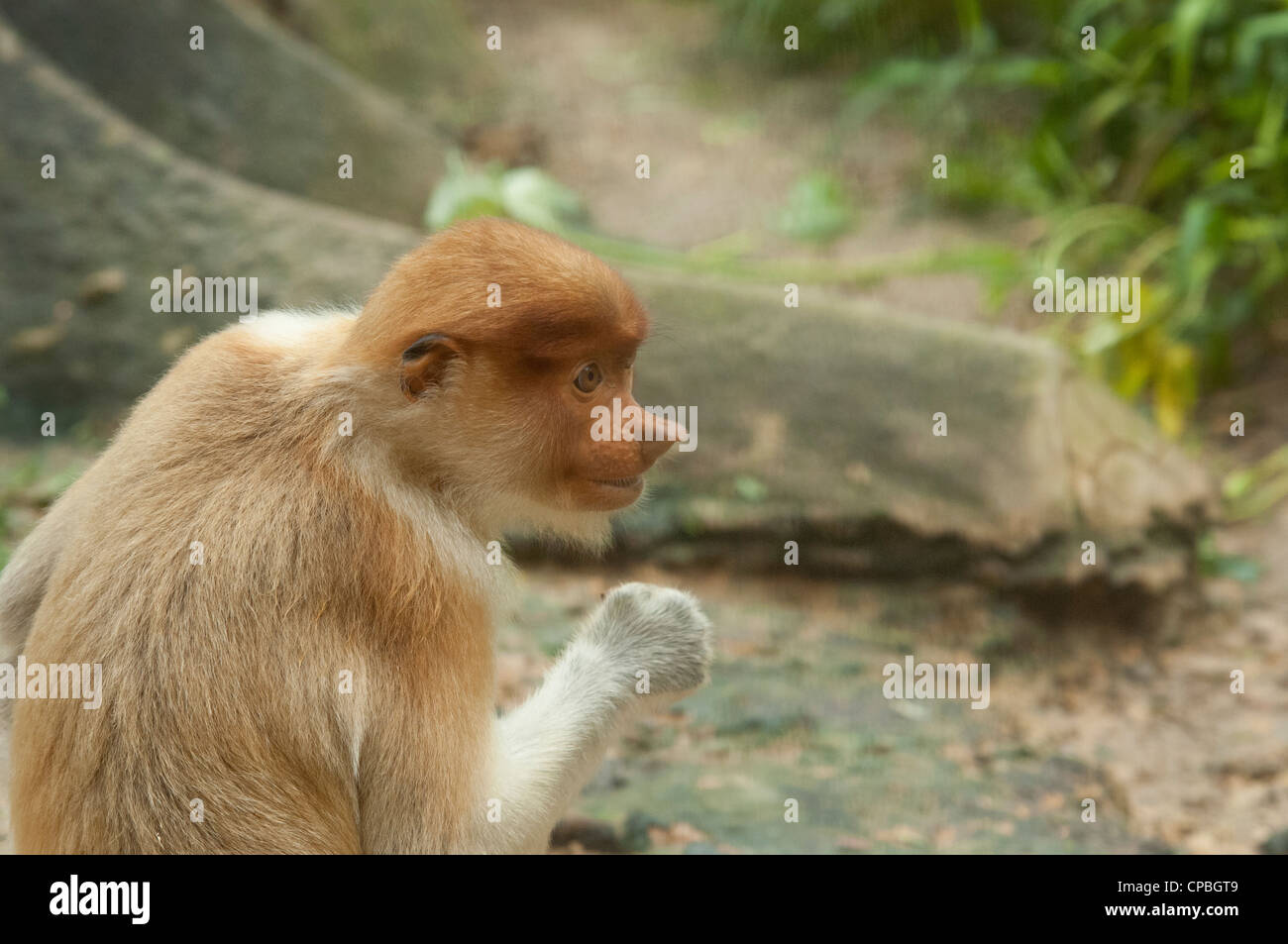 Malaysia, isola del Borneo, Sabah Kota Kinabalu, lok kawi Wildlife Park. proboscide monkey Foto Stock