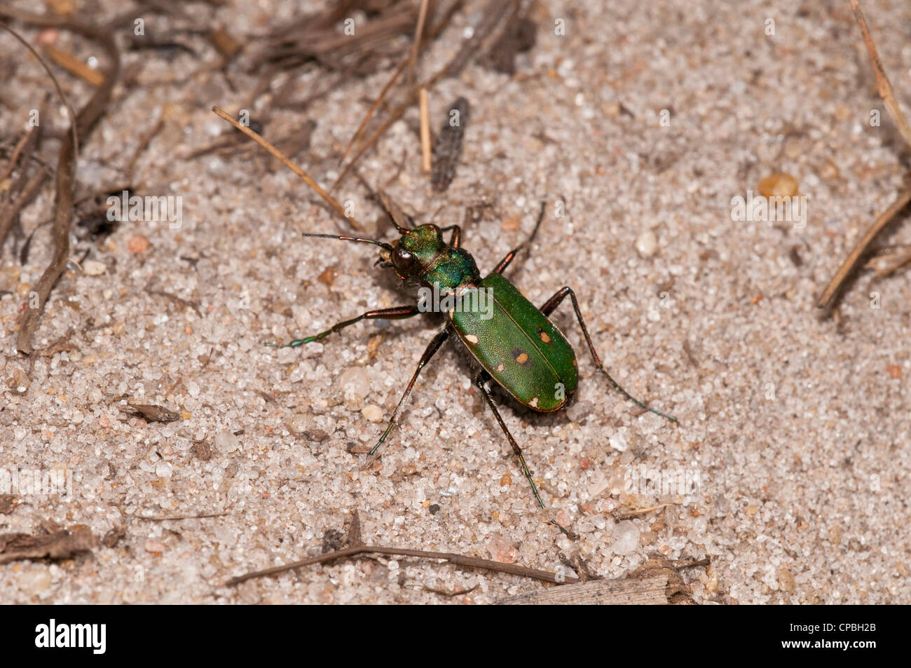 Un verde tiger beetle (Cicindella campestris) sabbia sul terreno in comune Thursley Riserva Naturale Nazionale, Surrey. Luglio. Foto Stock