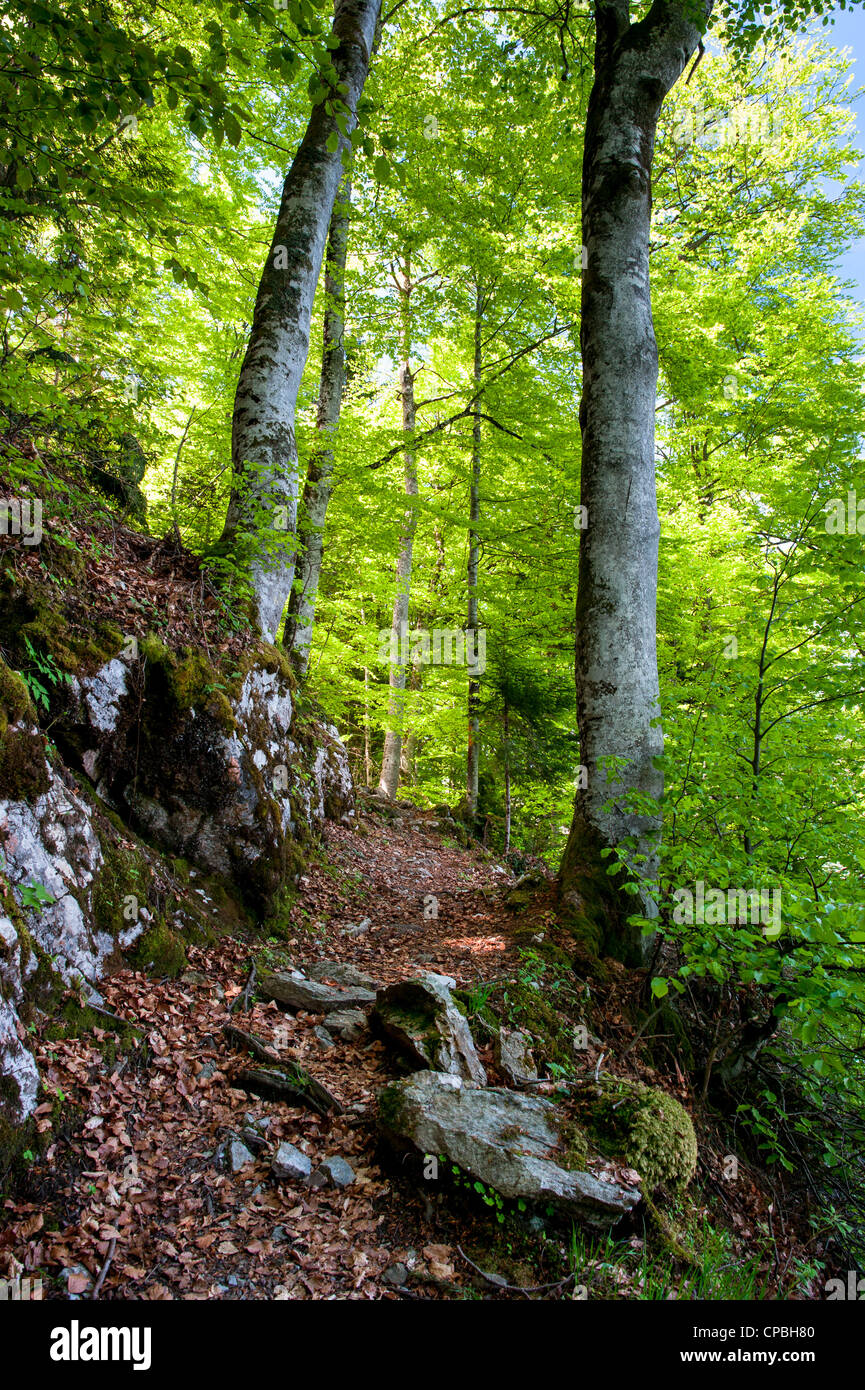 Sentiero escursionistico in fresca foresta a molla Foto Stock Sentiero escursionistico in fresca foresta a molla Foto Stock