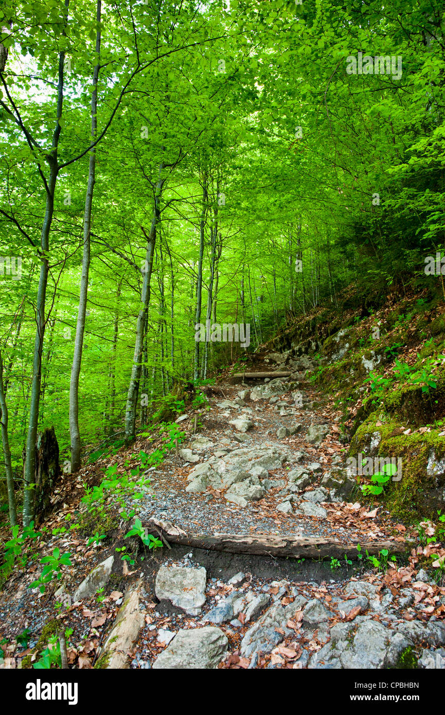 Sentiero escursionistico in fresca foresta a molla Foto Stock Sentiero escursionistico in fresca foresta a molla Foto Stock