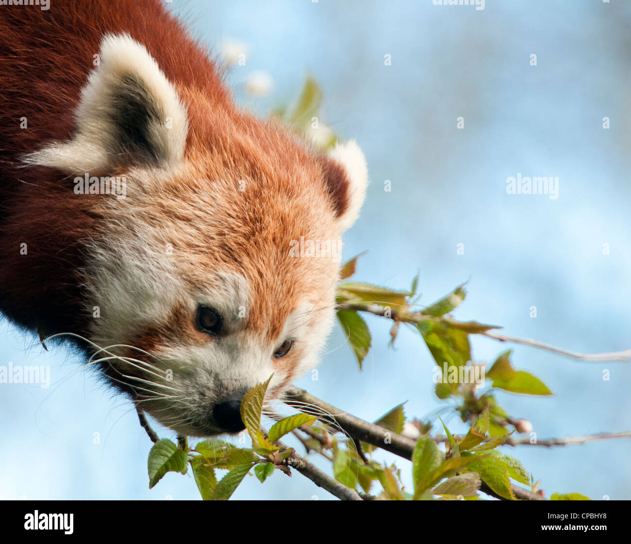 Panda rosso lo sniffing una foglia Foto Stock