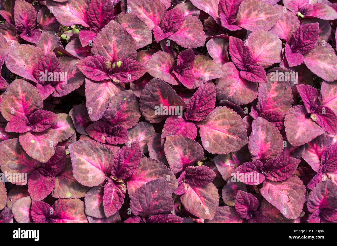 Un display di coleus piante con foglie rosse Foto Stock