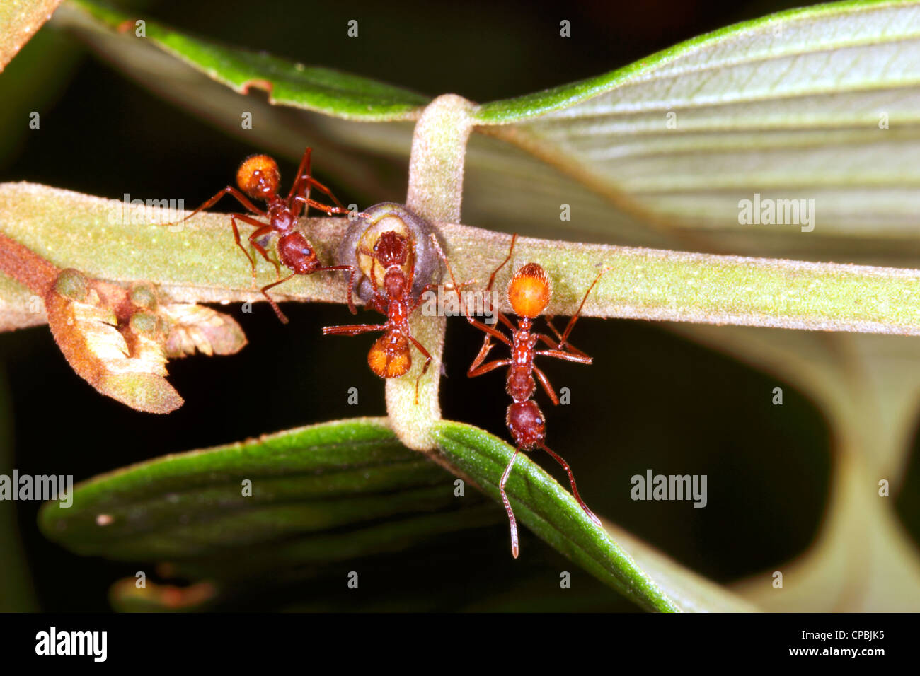 Le formiche raccolta di nettare da un extra-nectary floreali su una foglia della foresta pluviale peziolo Foto Stock