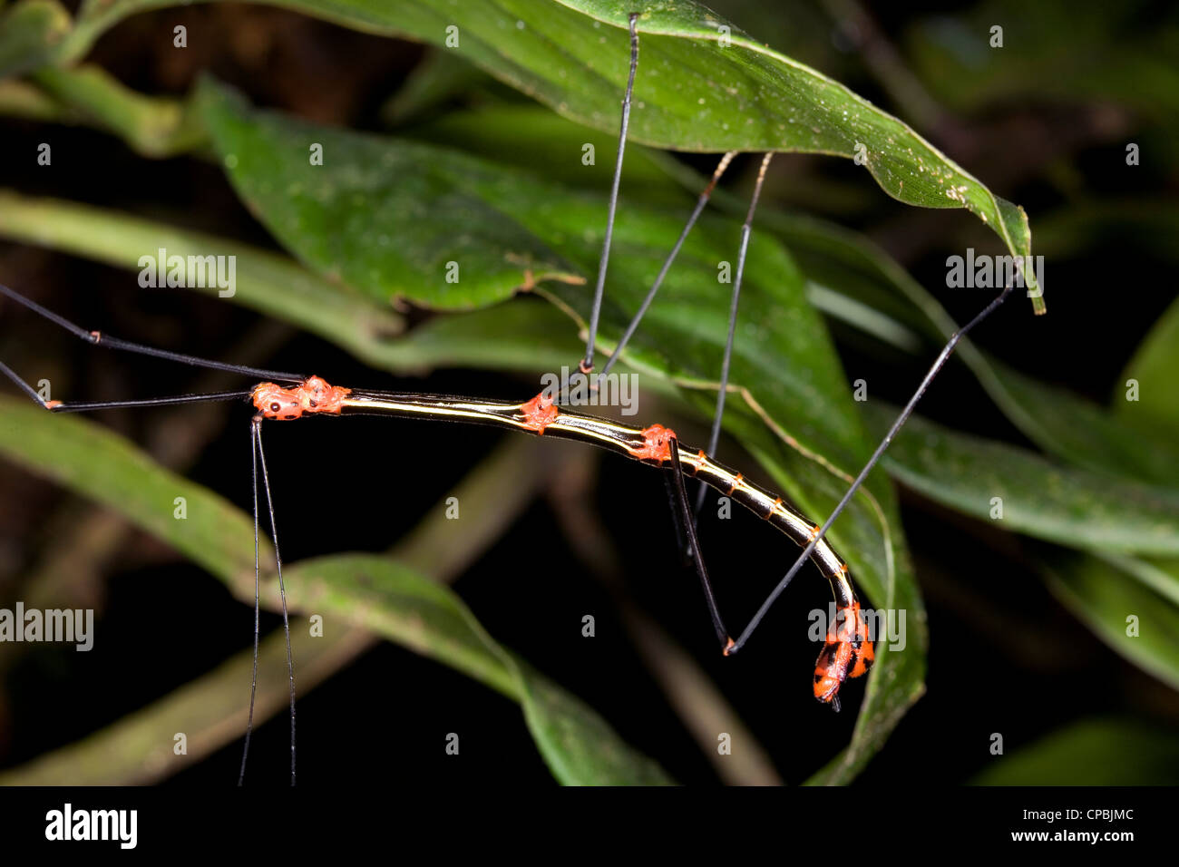 Stick insetto (Oreophoetes peruana) nella foresta pluviale tropicale, Ecuador Foto Stock