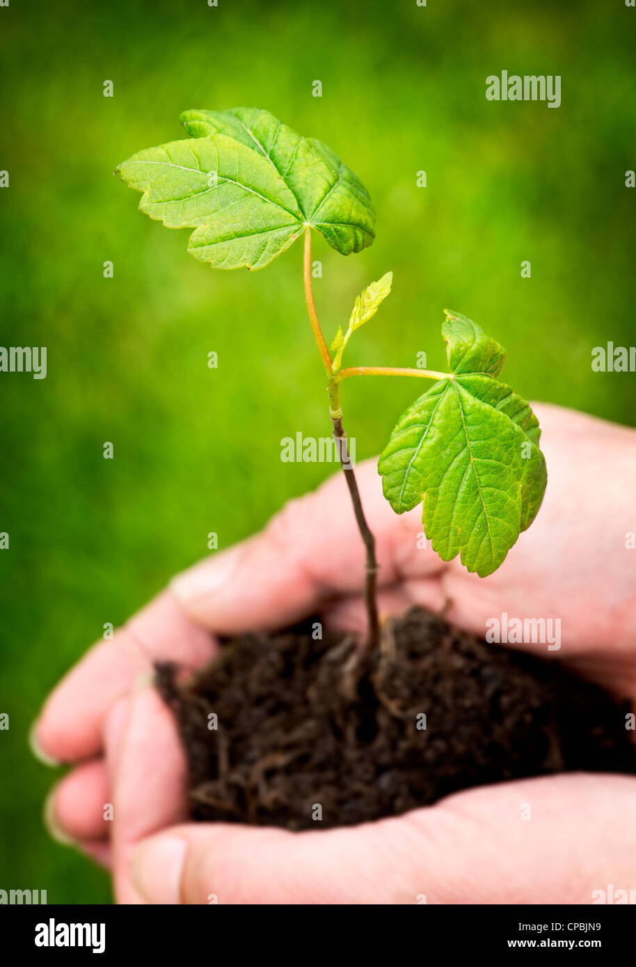 La vita nuova metafora Foto Stock