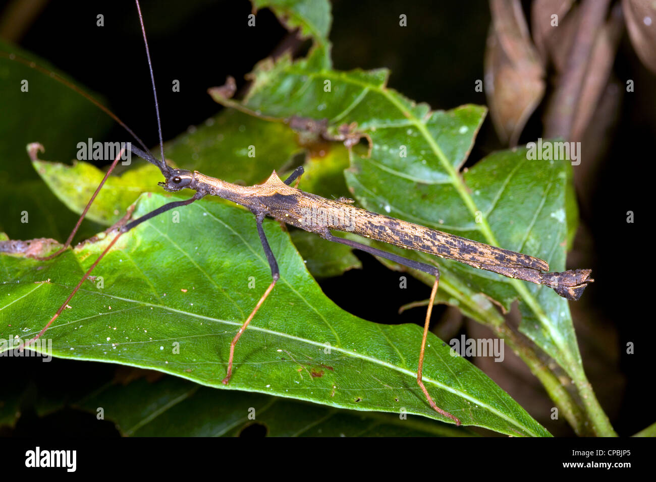 Stick insetto (Pseudophasma bispinosa) nella foresta pluviale tropicale, Ecuador Foto Stock
