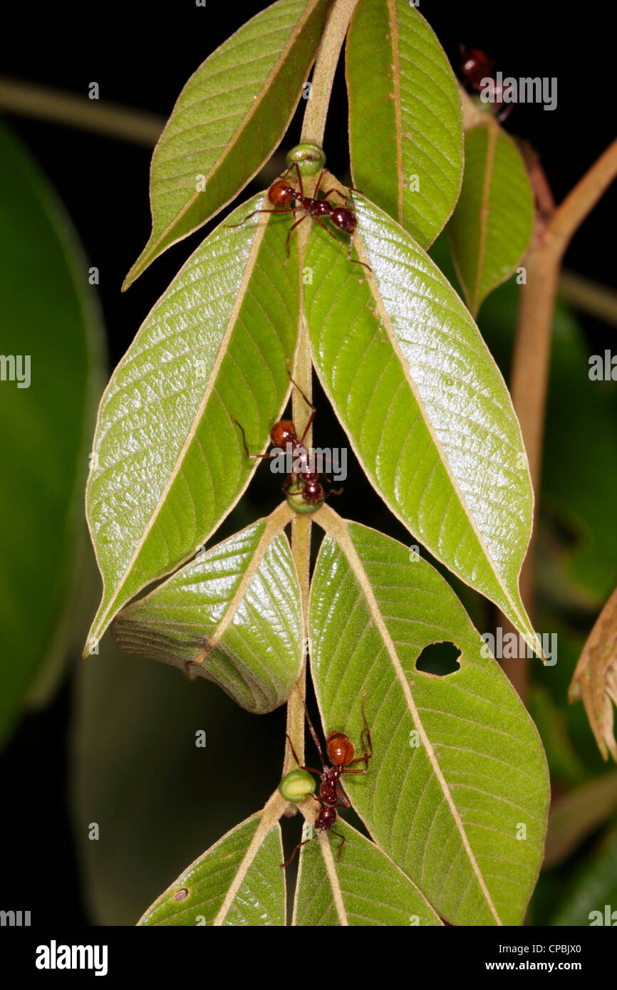 Le formiche raccolta di nettare da un extra-nectary floreali su una foglia della foresta pluviale peziolo Foto Stock