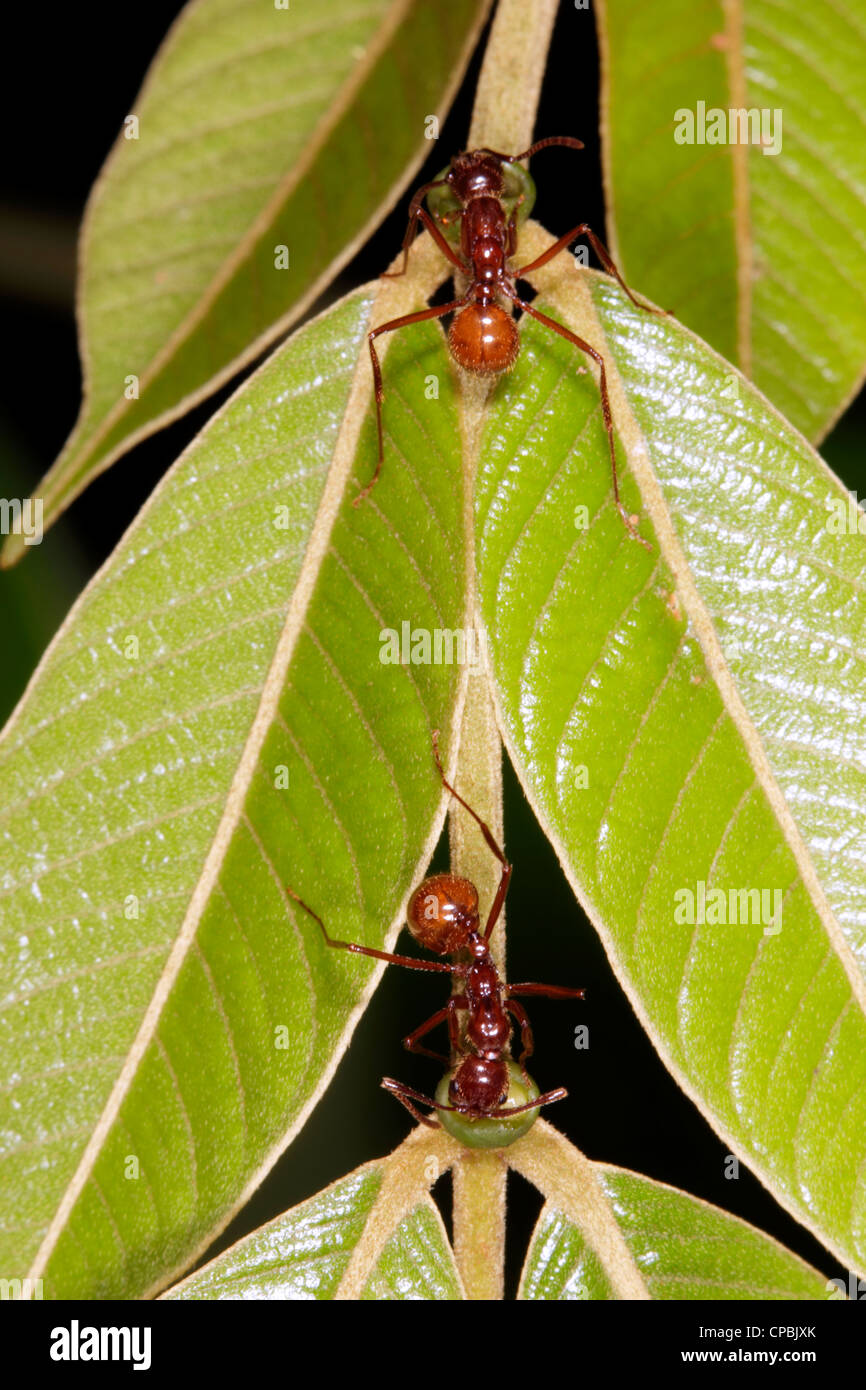 Le formiche raccolta di nettare da un extra-nectary floreali su una foglia della foresta pluviale peziolo Foto Stock