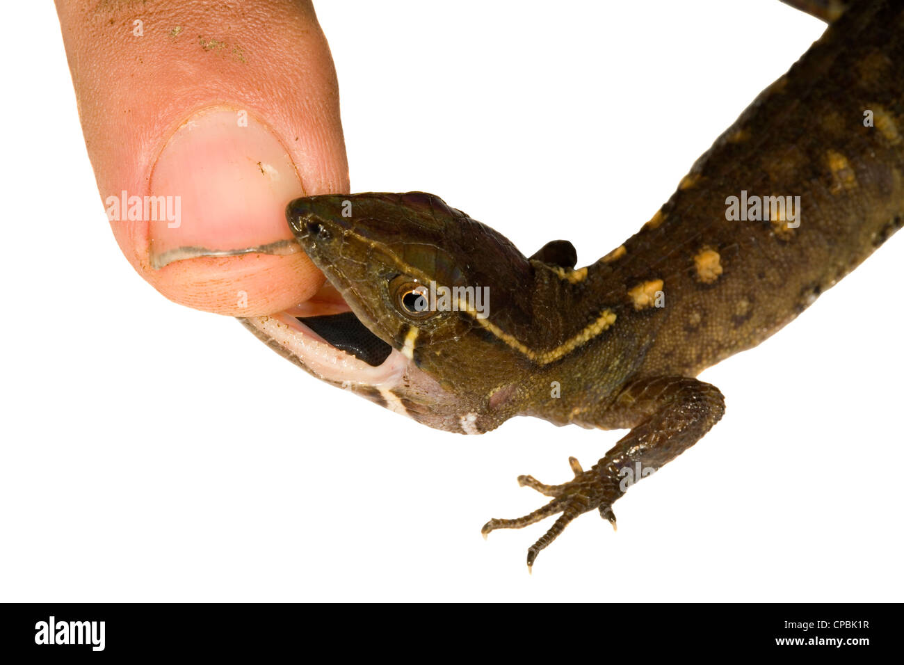 Lizard (Potamites sp.) Gymnophthalmidae mordere un dito. Foto Stock