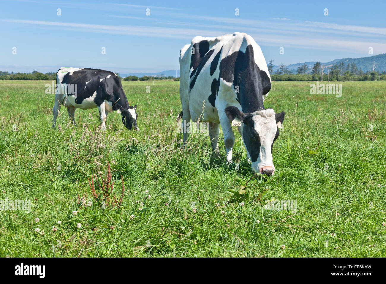 Vacca Holstein con giovani, pascolo pascolo verde, organico 'Eco' dairy. Foto Stock