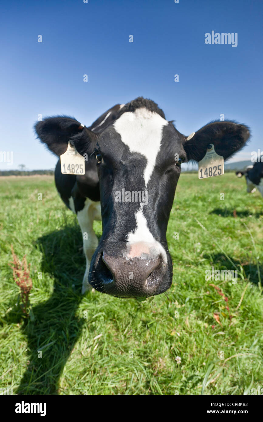 Curioso vacca Holstein, verdi pascoli, Eco latteria. Foto Stock