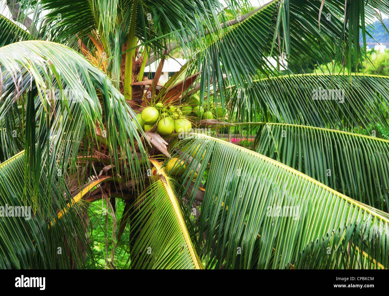 Noci di cocco che crescono in questa struttura Palm Tree in Thailandia Foto Stock