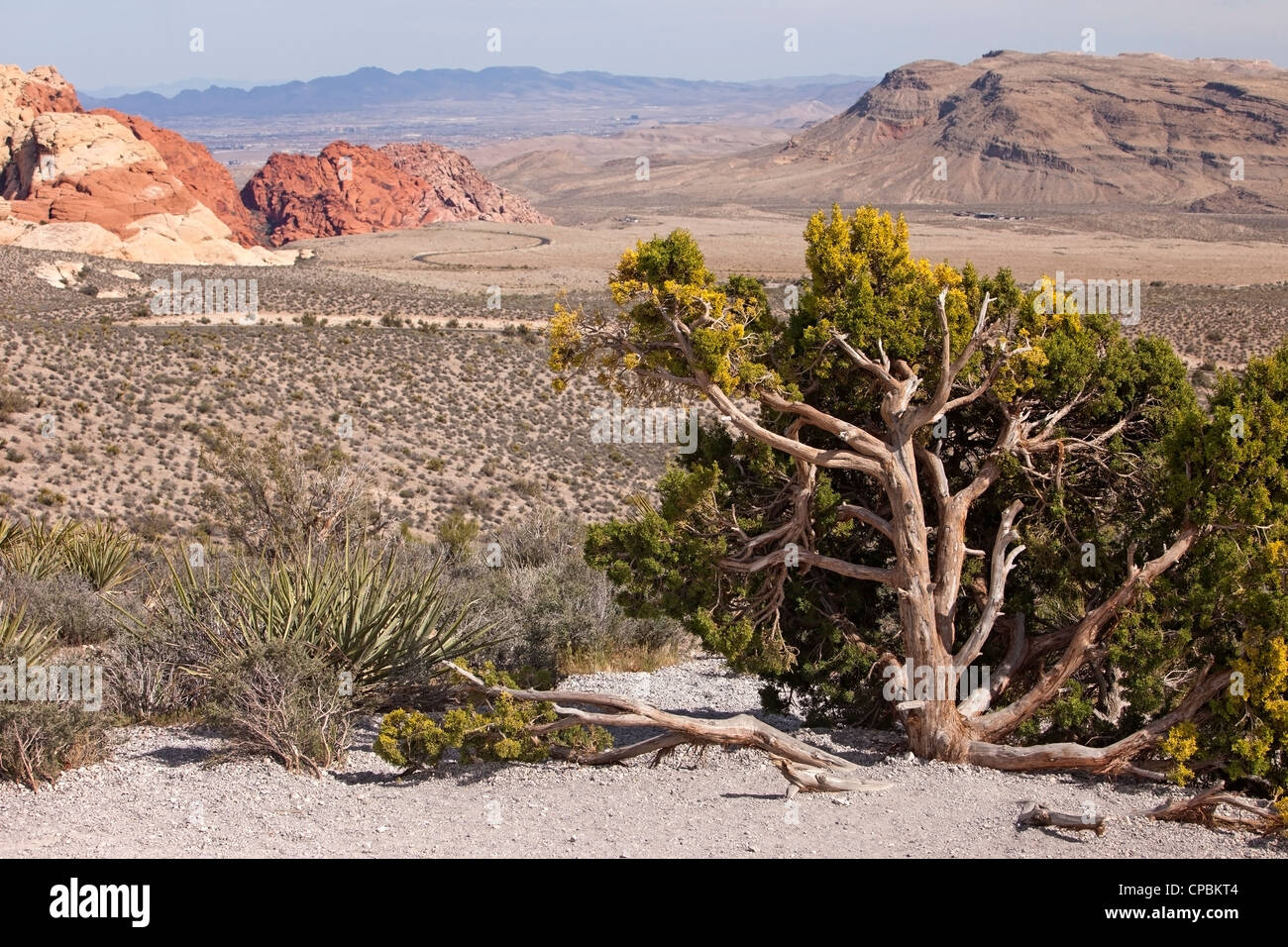 Il calicò Montagna in Red Rock Conservation area a nord di Las Vegas in Nevada. Formazioni di arenaria nel deserto. Riaccendere le foto. Foto Stock