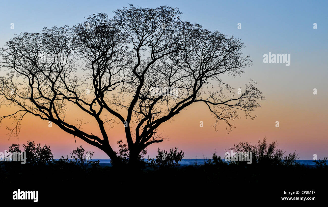 Lone Tree contro il tramonto a Livingstone, Zambia Foto Stock