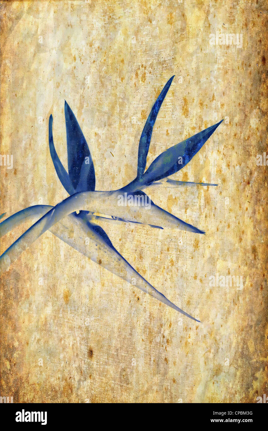 Uccello del Paradiso arte floreale Foto Stock