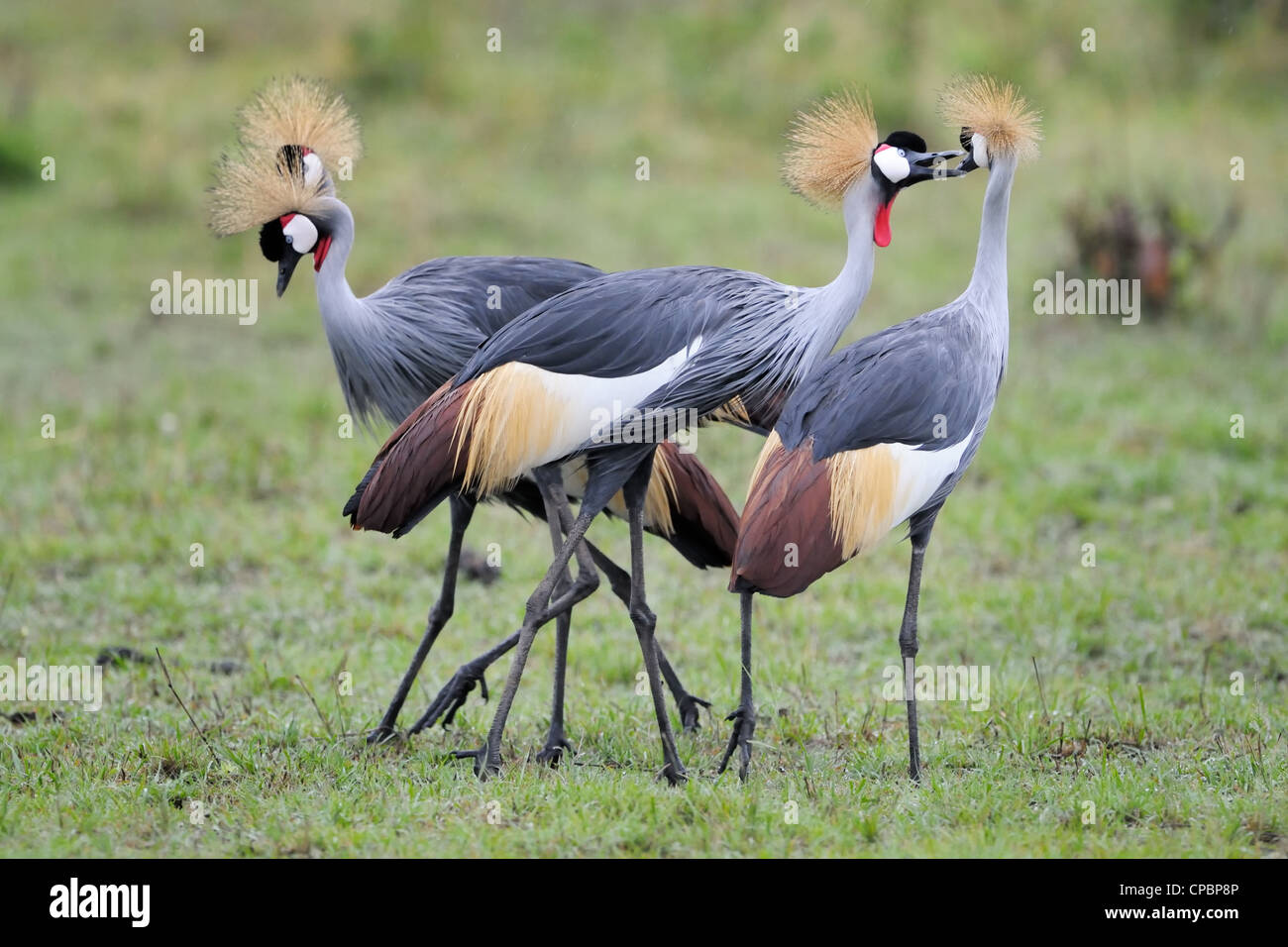 Quattro Grey Crowned gru a corteggiamento. Foto Stock