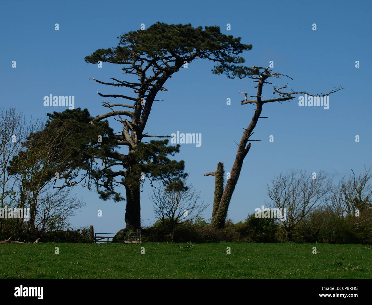 Abete accanto a un punto morto, REGNO UNITO Foto Stock